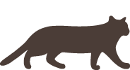 猫と暮らす